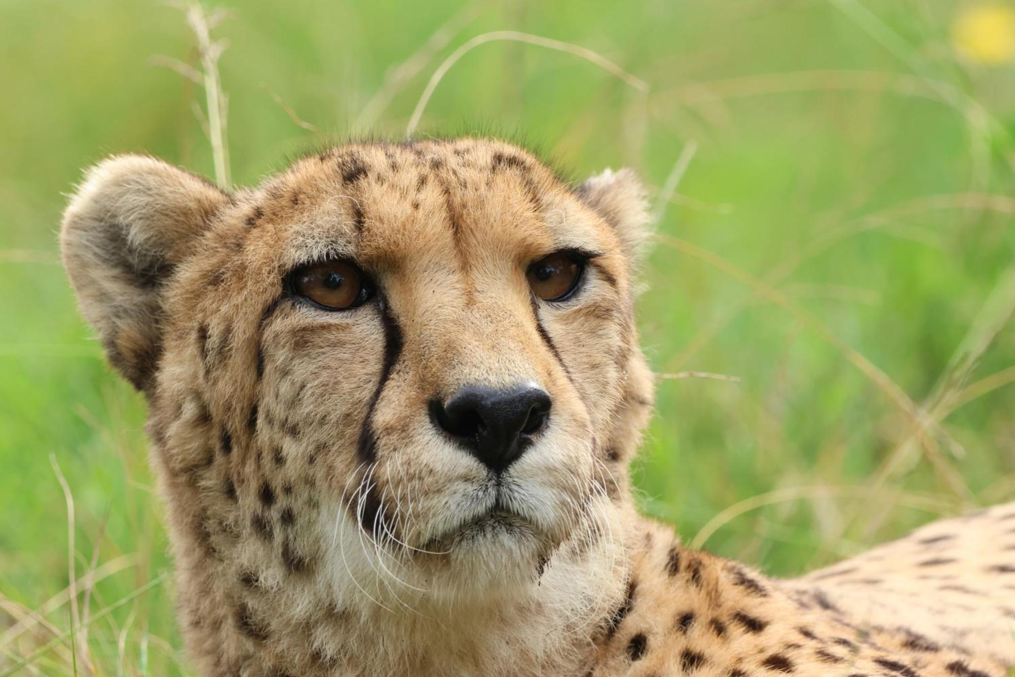 Tenikwa Wildlife Centre & Spa Плеттенберг-Бей Экстерьер фото